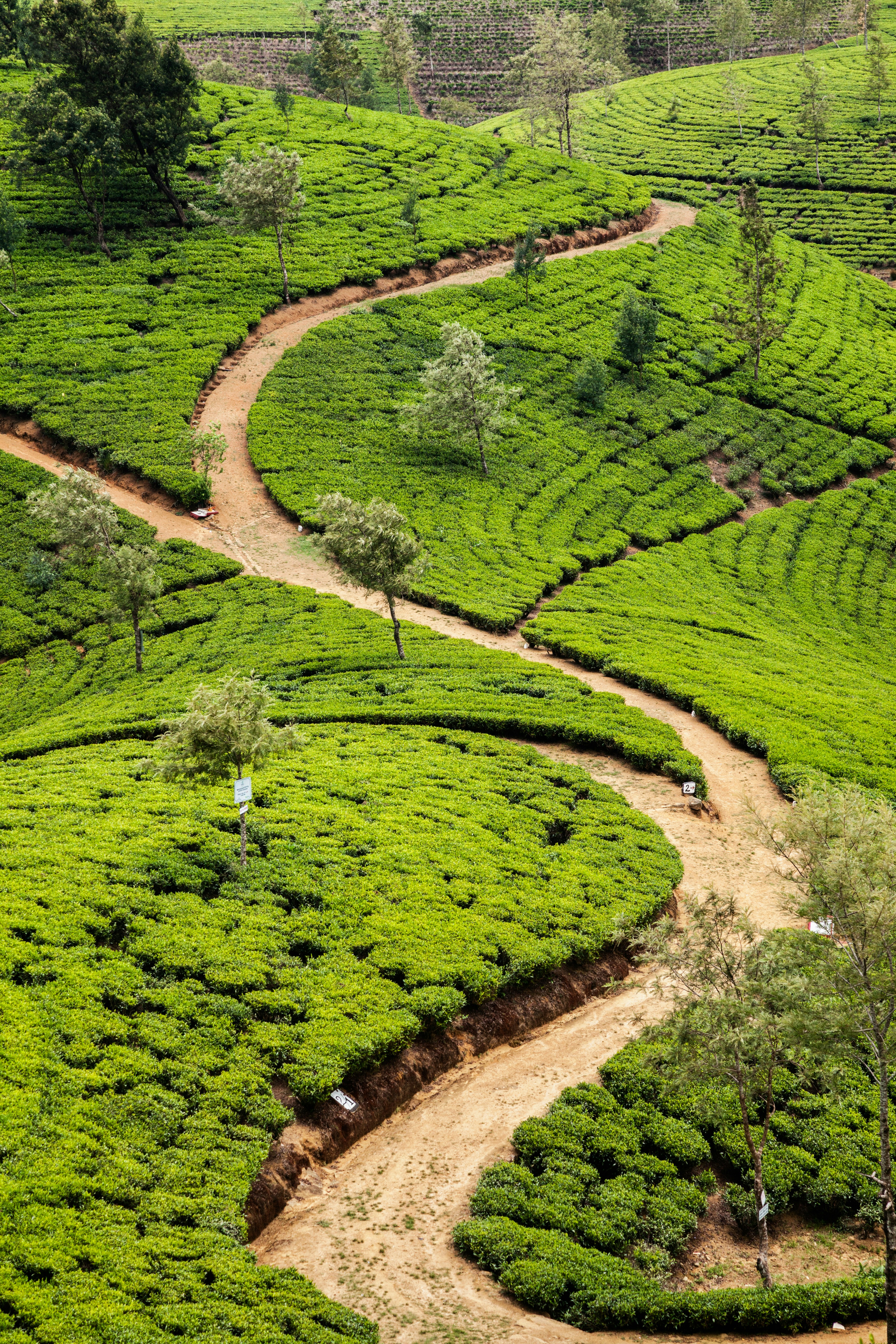 Sigiriya, Kandy and Nuwara Eliya tour